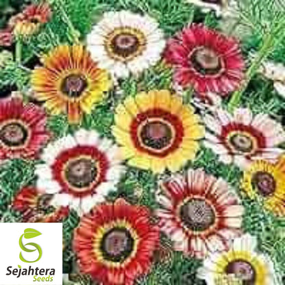 Painted Daisy Mix Seeds - 1000+ Heirloom - Bright Blooms & Pollinator-Friendly