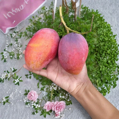 Irwin Mango Tree – Mangifera indica Live Seedling | 7–10 Inches Tall | Red-Skinned Variety  Sweet & Fiberless | Compact Growth | Tropical Starter Plant