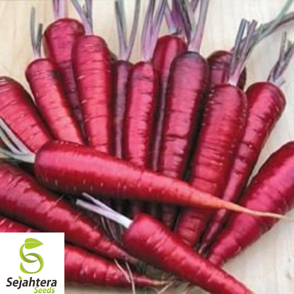 100+ Purple Dragon Carrot Seeds - Heirloom, Organic, Non-GMO, Rare & Sweet