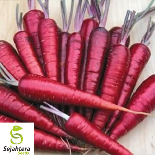 100+ Purple Dragon Carrot Seeds - Heirloom, Organic, Non-GMO, Rare & Sweet