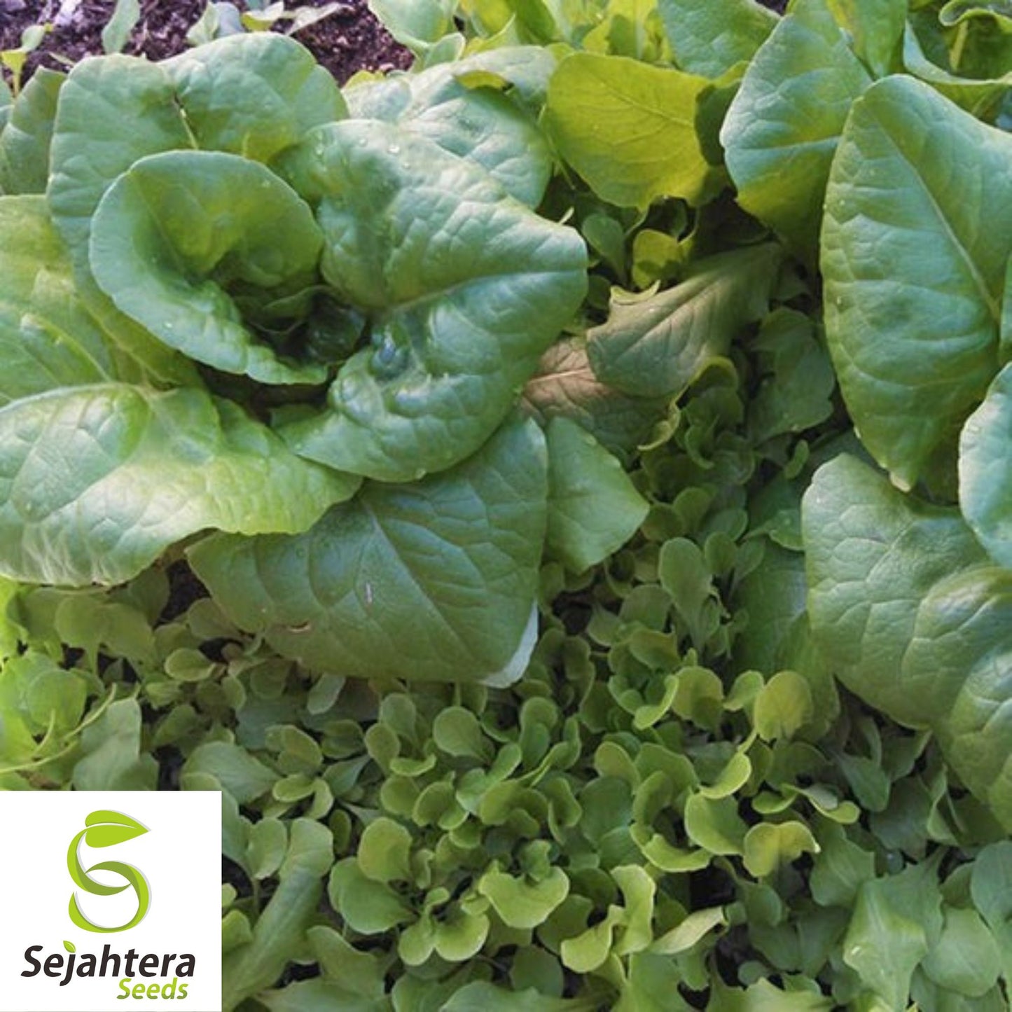 1000 Summer Bibb Lettuce Seeds - Non-GMO, Crisp & Heat-Tolerant Variety