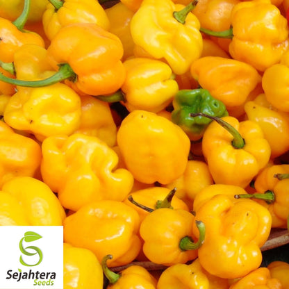 Jamaican Yellow Habanero Pepper Seeds 25+ | Mushroom Chile Hot Pepper USA