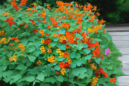 Garden Nasturtium (Tropaeolum majus Single Mix)