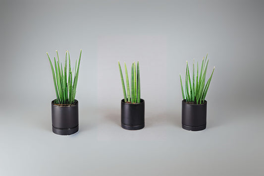 Cylindrical Snake Plant 4in Pot - Sansevieria Cylindrica - Dracaena angolensis - African Spear Succulent
