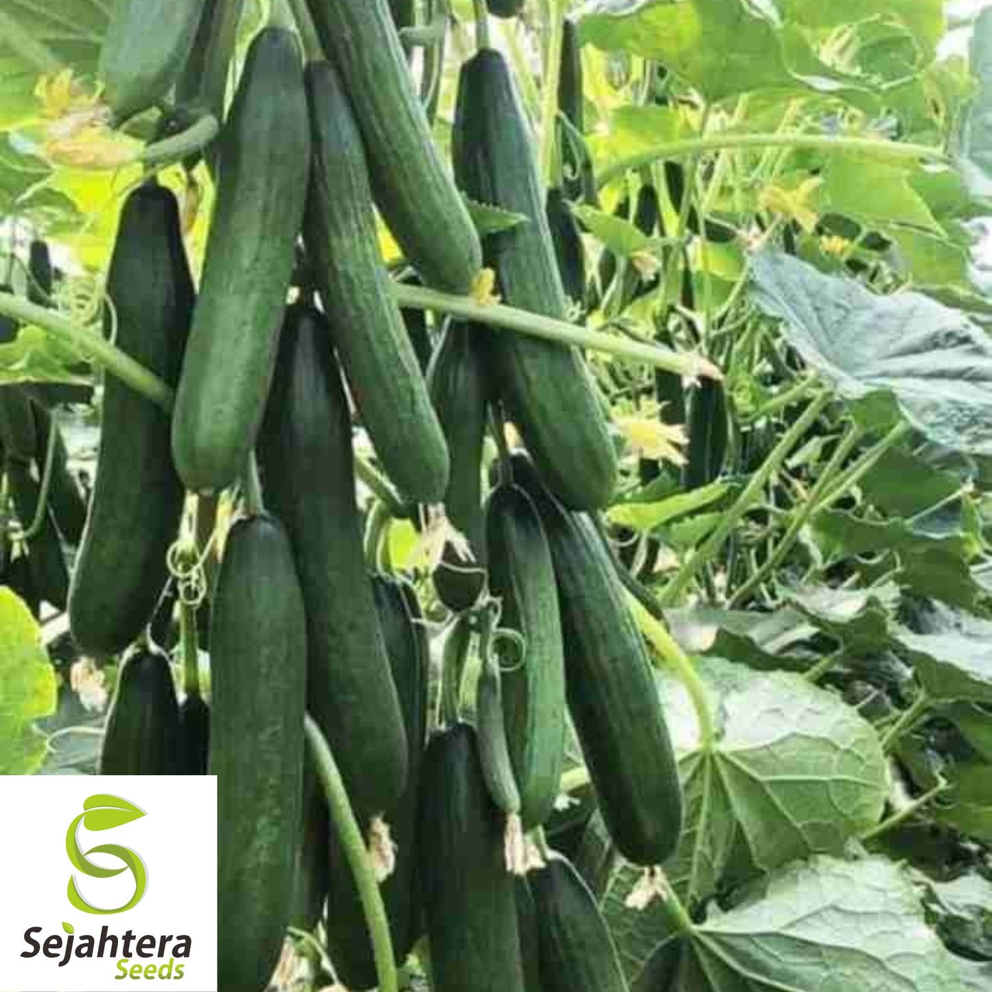 Double Yield Cucumber Seeds - 100+ Organic Heirloom - High Yield - Non-GMO