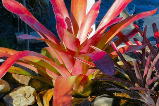Aechmea Dean Plant in 9" Pot - Elegant Green & Dark Burgundy Foliage - Aechmea distichantha for Landscaping & Interiorscape
