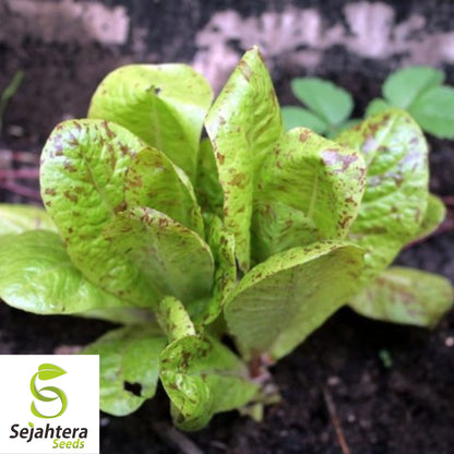 1000 Freckles Romaine Lettuce Seeds - Non-GMO, Unique & Crisp Heirloom Variety