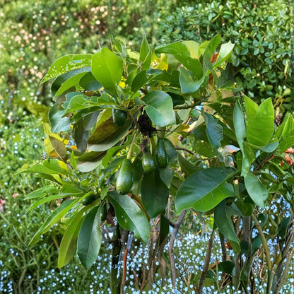 Catalina Avocado Tree – Persea americana Live Fruit Tree | 5 Gallon Pot | 4–5 Feet Tall  Fast Growing | Large Outdoor Variety | Container Friendly When Young