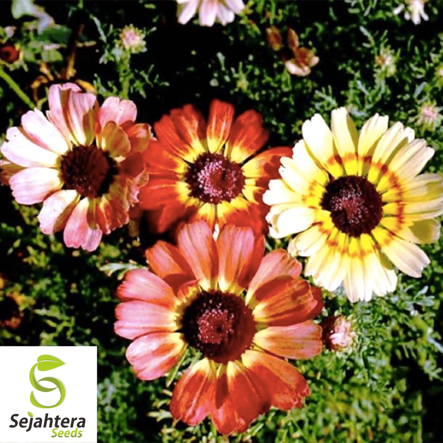 Painted Daisy Mix Seeds - 1000+ Heirloom - Bright Blooms & Pollinator-Friendly