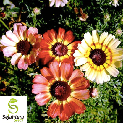 Painted Daisy Mix Seeds - 1000+ Heirloom - Bright Blooms & Pollinator-Friendly
