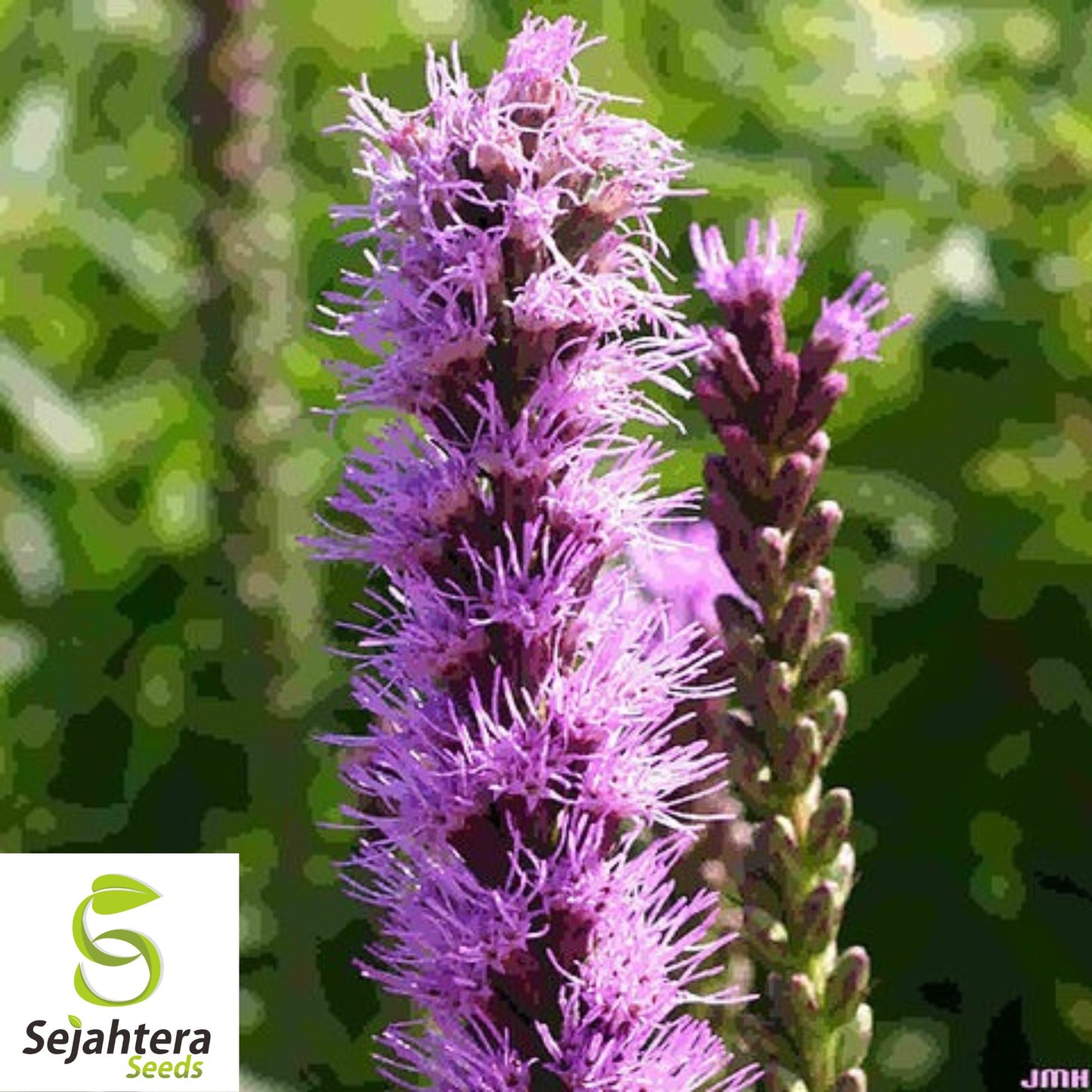 Kobold Dense Blazing Star Seeds {Liatris spicata} 25+ Seeds