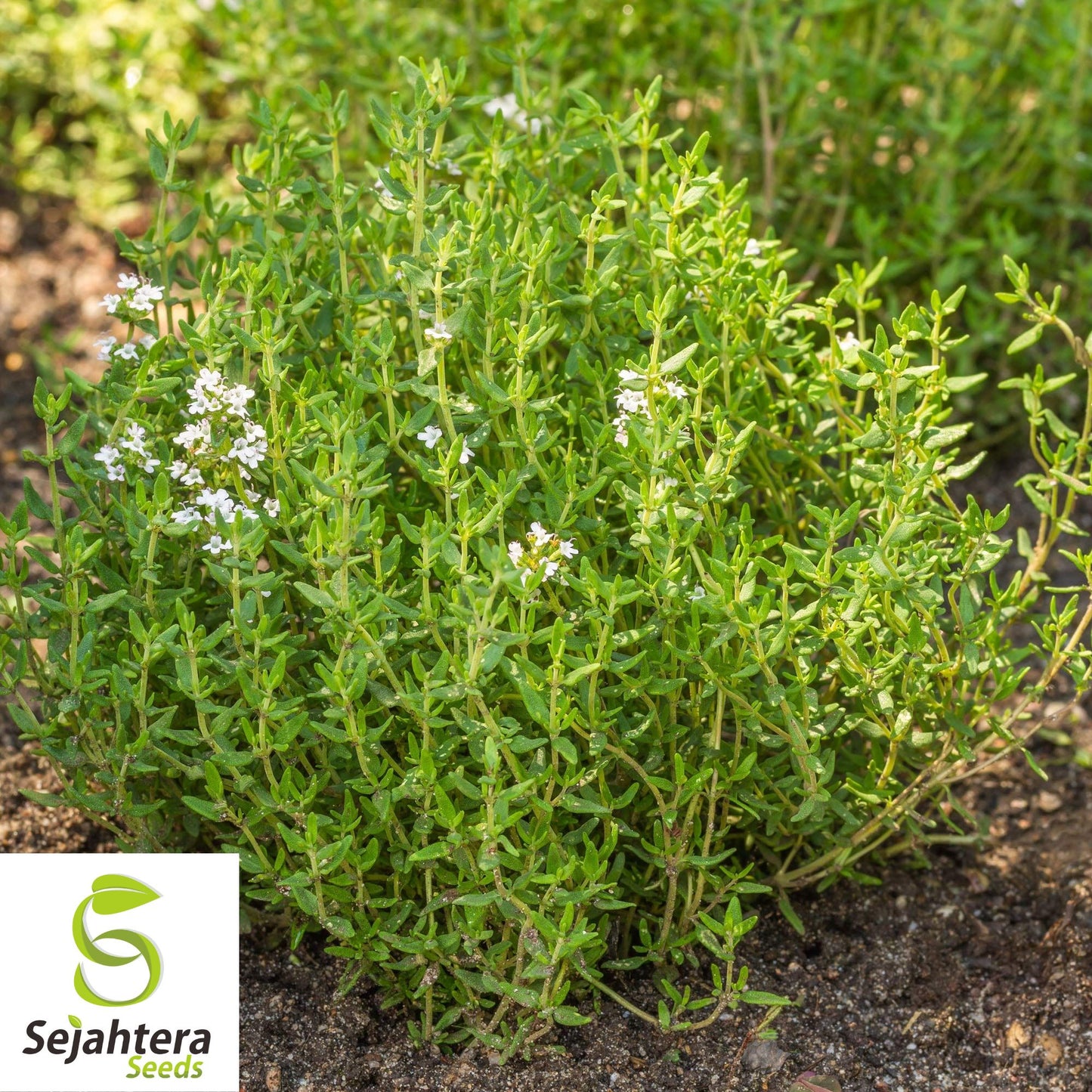 1000+ German Winter Thyme Seeds - Perennial Herb & Aromatic Groundcover