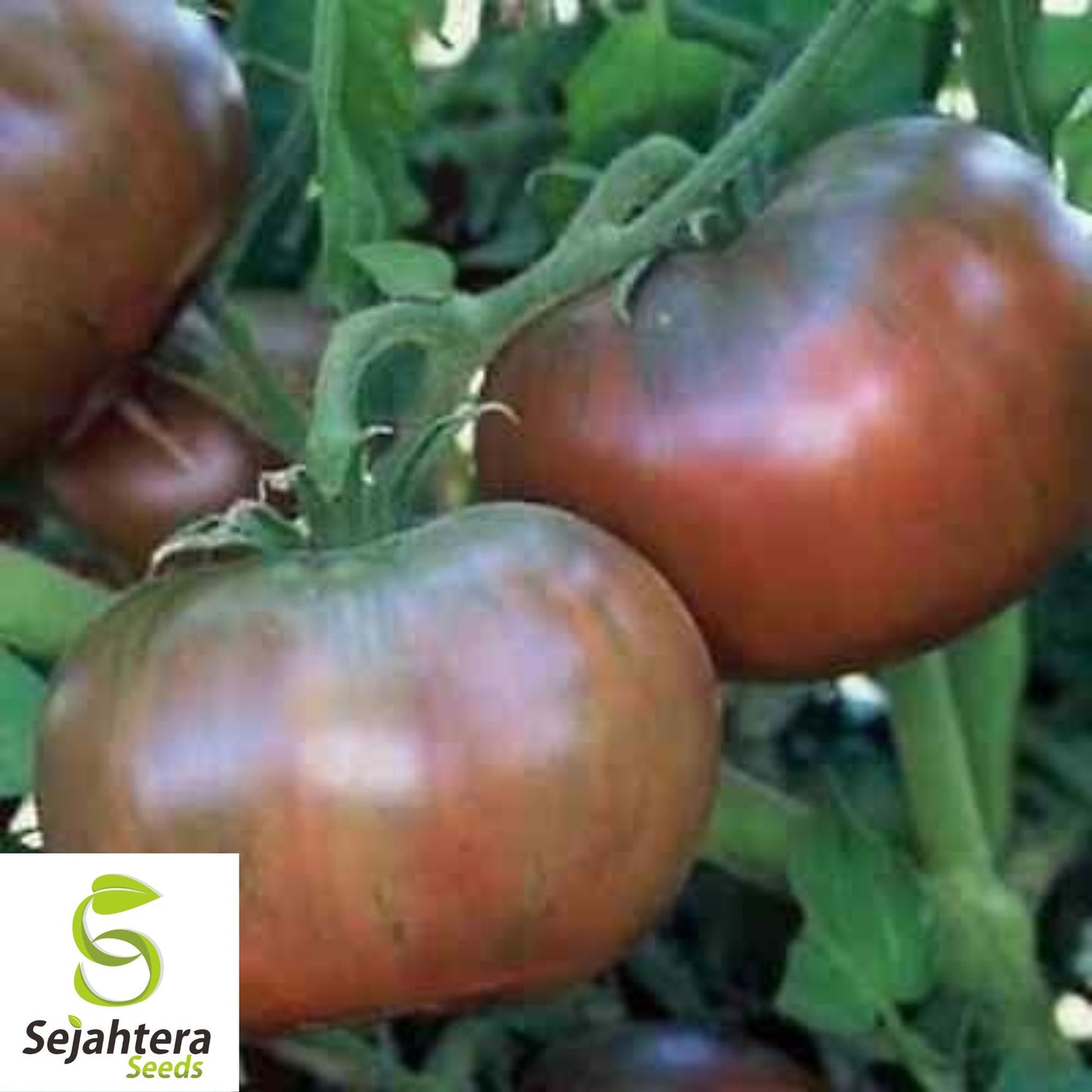 50 Cherokee Purple Tomato Seeds - Heirloom, Non-GMO, Rich Flavor