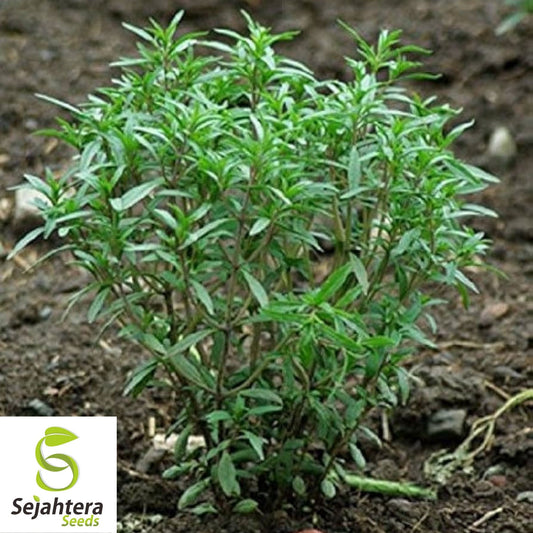 Summer Savory Seeds 500+ | Satureja Hortensis Herb for Culinary & Medicinal Use USA