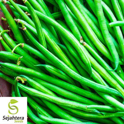 Topcrop Green Bean Seeds 50 Ct | Heirloom Bush Snap Vegetable NON-GMO USA