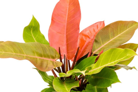 Philodendron Prince of Orange – Vibrant Foliage Houseplant in 3" Pot