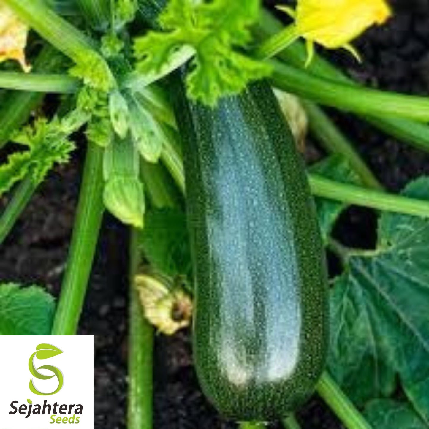 Black Beauty Zucchini Seeds - 10+ Heirloom, Organic, Non-GMO & High-Yield