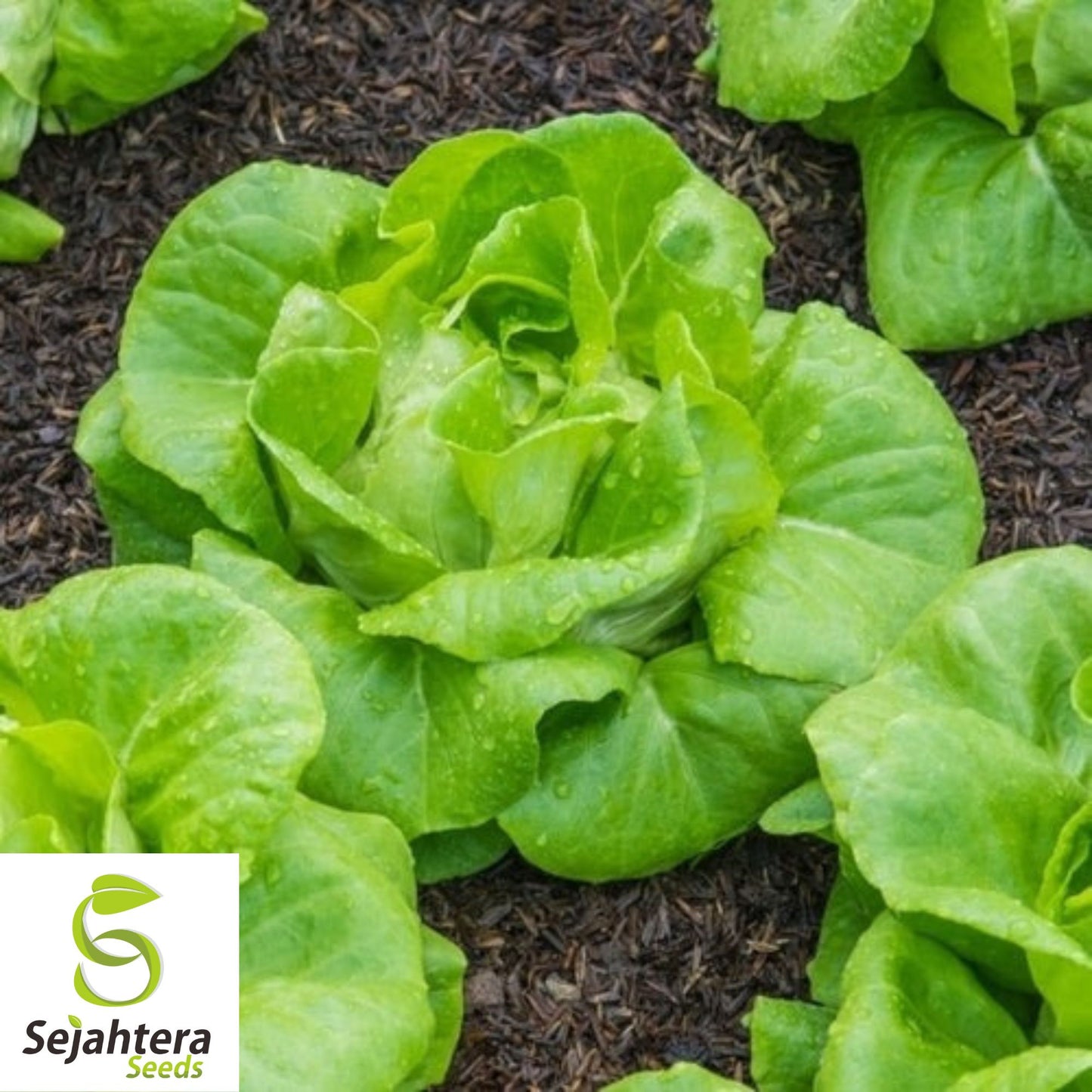 1000 Summer Bibb Lettuce Seeds - Non-GMO, Crisp & Heat-Tolerant Variety