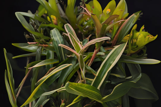 Neoregelia Donger 6" Pot - Albomarginated Green and Pink Blush Foliage - Neoregelia stolonifera - Interior & Landscape Plant