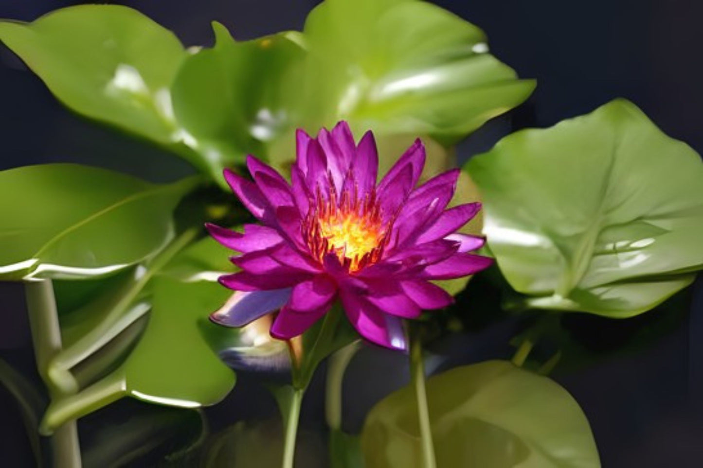 Purple Fantasy Winter Hardy Lily 3 Pack - Nymphaea ‘Purple Fantasy’ - Deep Purple Flowers for Ponds