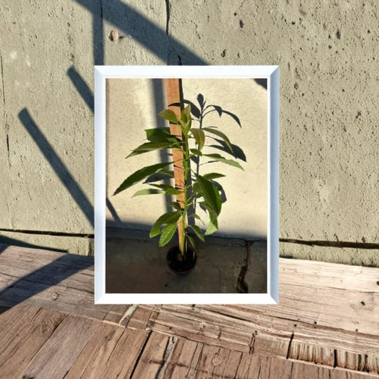 Hass Avocado Seedling – Persea americana Live Plant | Approximately 3 Feet Tall  Healthy Young Tree | Grown from Seed | Great for Home Gardens