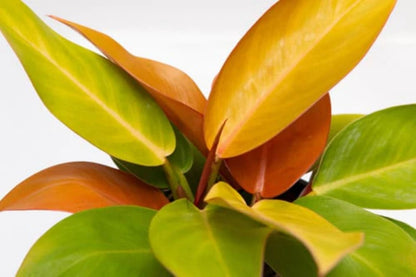 Philodendron Prince of Orange – Vibrant Foliage Houseplant in 3" Pot