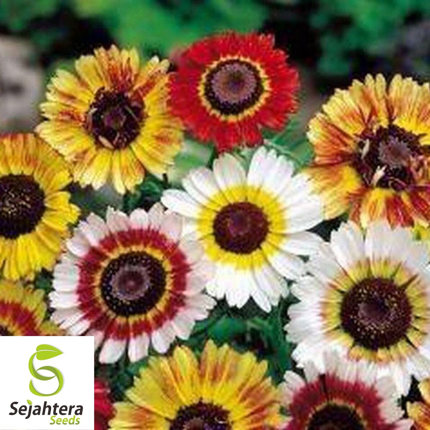 Painted Daisy Mix Seeds - 1000+ Heirloom - Bright Blooms & Pollinator-Friendly