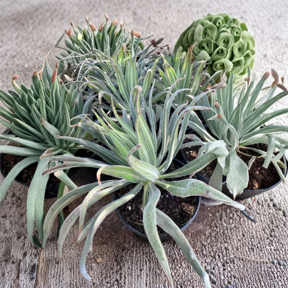 Echium wildpretii ‘Tower of Jewels’ – Echium wildpretii Live Biennial Plant | 1 Foot Tall | Shipped in 1 Gallon Pot  8-Foot Flower Spikes | Reddish Pink Blooms | Drought Tolerant Statement Plant