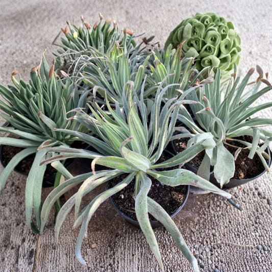 Echium wildpretii ‘Tower of Jewels’ – Echium wildpretii Live Biennial Plant | 1 Foot Tall | Shipped in 1 Gallon Pot  8-Foot Flower Spikes | Reddish Pink Blooms | Drought Tolerant Statement Plant