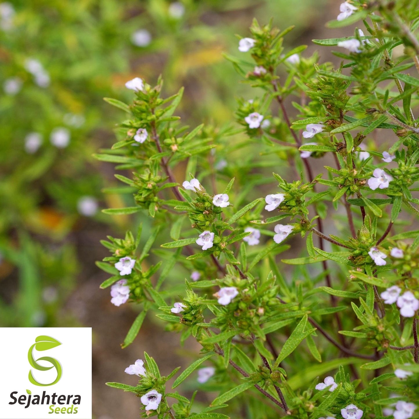 Summer Savory Seeds 500+ | Satureja Hortensis Herb for Culinary & Medicinal Use USA