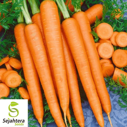 Imperator 58 Carrot Seeds 1000+ | Heirloom Vegetable Garden NON-GMO