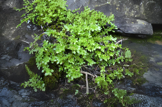 Artillery Plant 6in Pot - Lush Green Pilea Microphylla - Easy Care Houseplant for Bright Indirect Light, Live Plant