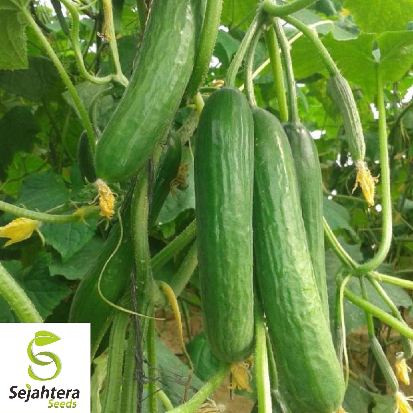 Double Yield Cucumber Seeds - 100+ Organic Heirloom - High Yield - Non-GMO