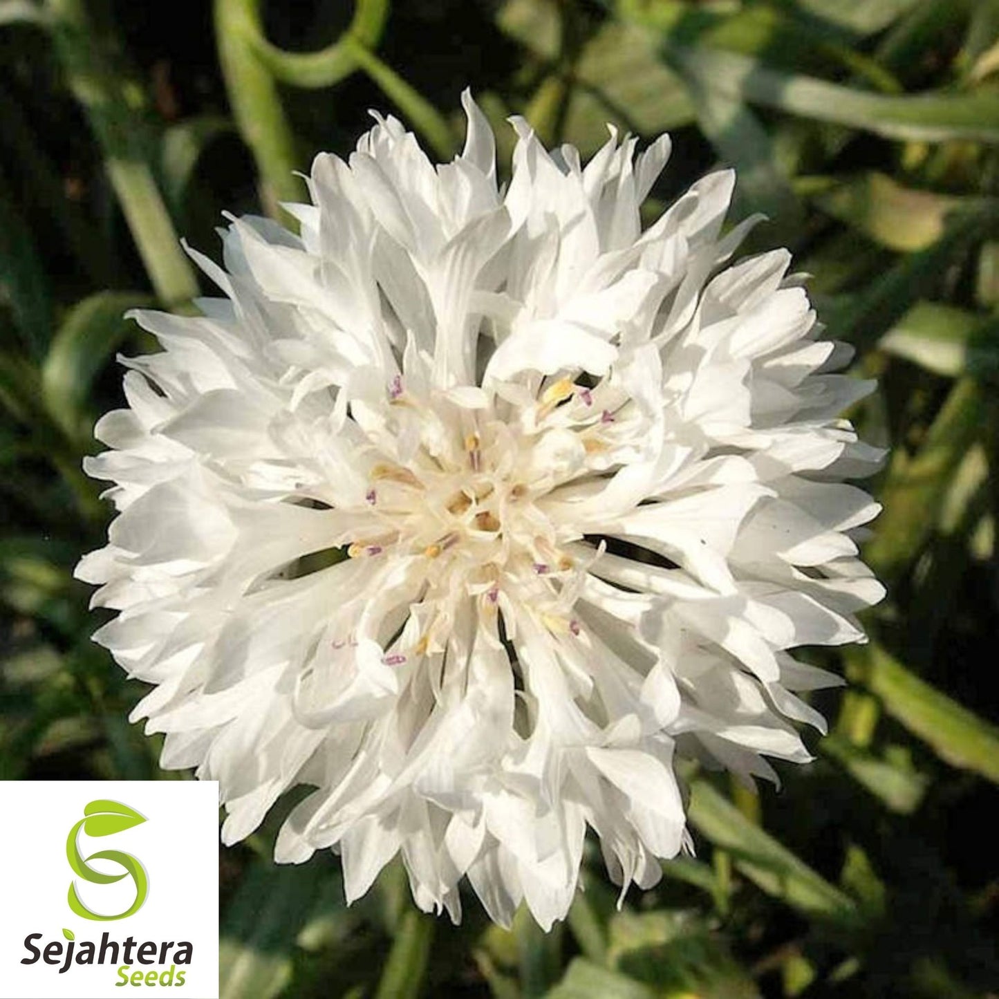 Tall White Bachelor Button Seeds 200+ | Cornflower Annual Flower USA