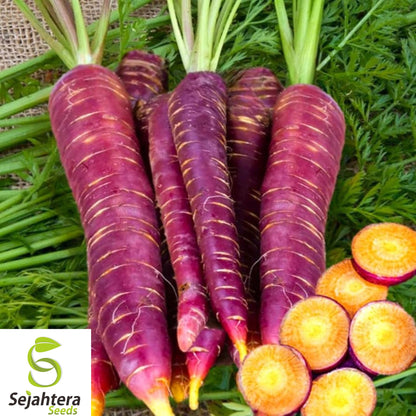 100+ Purple Dragon Carrot Seeds - Heirloom, Organic, Non-GMO, Rare & Sweet
