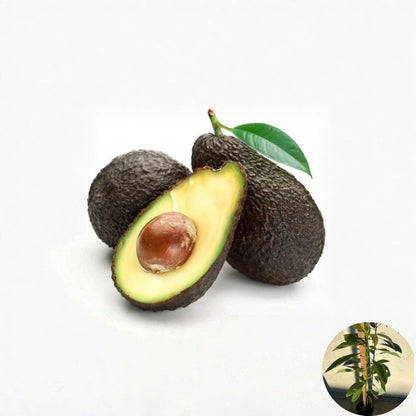 Hass Avocado Seedling – Persea americana Live Plant | Approximately 3 Feet Tall  Healthy Young Tree | Grown from Seed | Great for Home Gardens