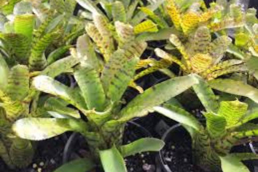 Bromeliad Plant 6" Pot Neoregelia Tigrina Chartreuse Green Foliage Neoregelia