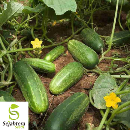 Double Yield Cucumber Seeds - 100+ Organic Heirloom - High Yield - Non-GMO