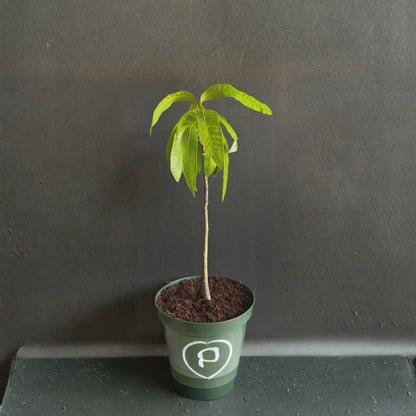 Mango Tree – Mangifera indica Live Plant | 12 Inches Tall | Tropical Fruit Starter  Sweet Tropical Fruit | Backyard Friendly | Easy to Grow