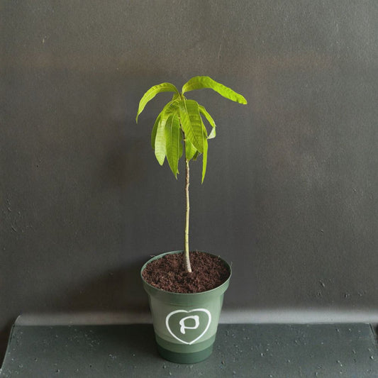 Mango Tree – Mangifera indica Live Plant | 12 Inches Tall | Tropical Fruit Starter  Sweet Tropical Fruit | Backyard Friendly | Easy to Grow