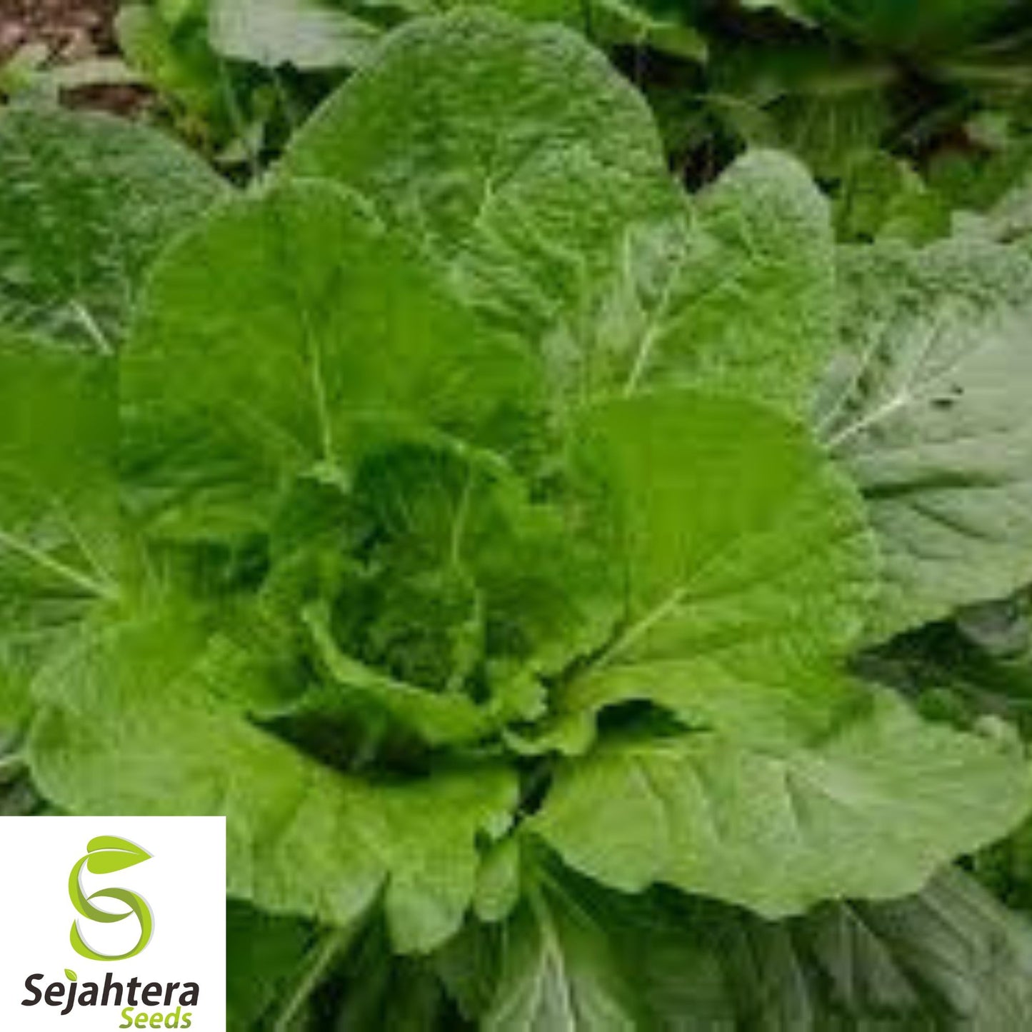 1,100+ Florida Broadleaf Mustard Seeds - Heirloom, Non-GMO, Fast-Growing Greens
