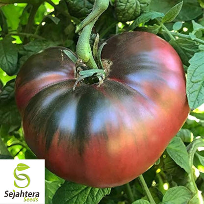 50 Cherokee Purple Tomato Seeds - Heirloom, Non-GMO, Rich Flavor