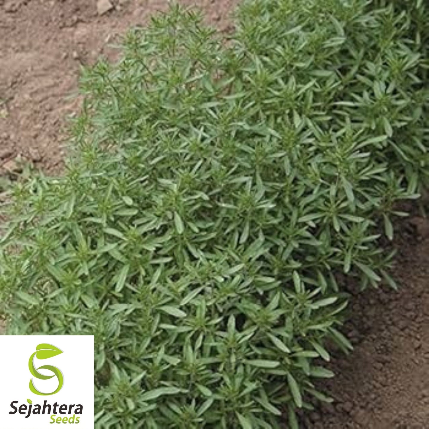 Summer Savory Seeds 500+ | Satureja Hortensis Herb for Culinary & Medicinal Use USA