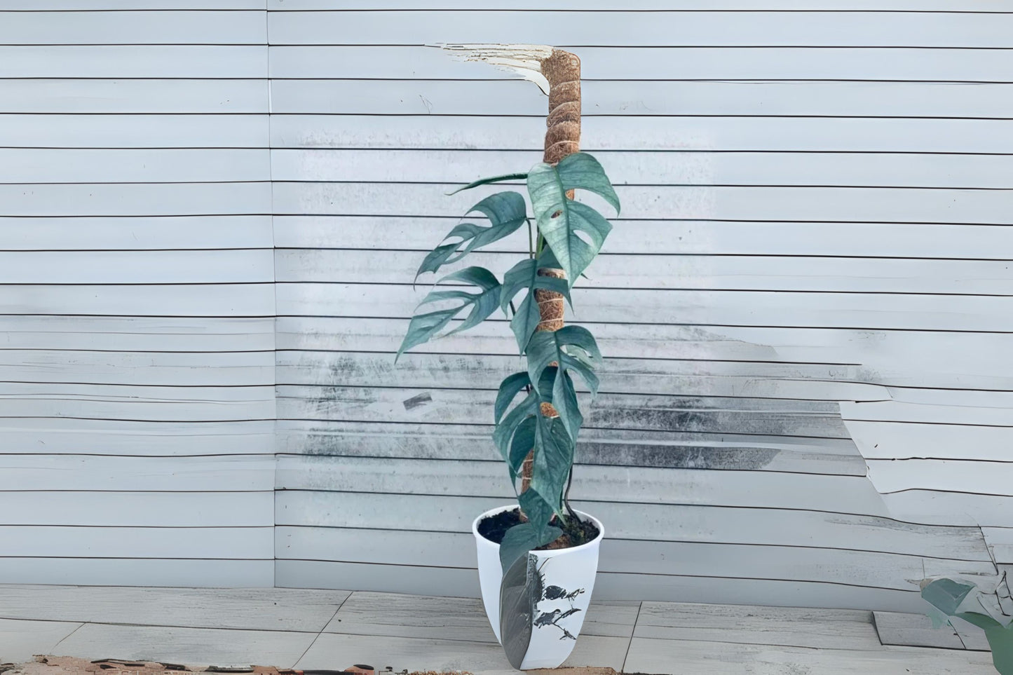 Cebu Blue Pothos Live Plant 4"-6" Pot Size - Epipremnum pinnatum 'Cebu Blue' - Unique Silver-Blue Foliage, Easy Care Houseplant
