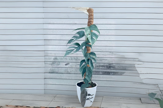 Cebu Blue Pothos Live Plant 4"-6" Pot Size - Epipremnum pinnatum 'Cebu Blue' - Unique Silver-Blue Foliage, Easy Care Houseplant