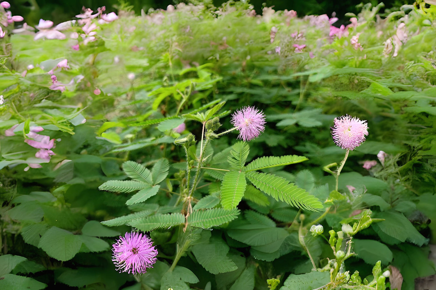 Bashful Mimosa Humble Plant Lajjalu Sensitive Shameplant Shy Sleeping Grass Touch-me-not (Mimosa pudica)