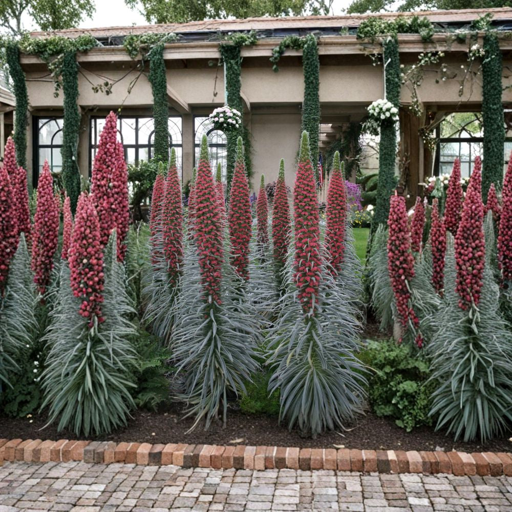 Echium wildpretii ‘Tower of Jewels’ – Echium wildpretii Live Biennial Plant | 1 Foot Tall | Shipped in 1 Gallon Pot  8-Foot Flower Spikes | Reddish Pink Blooms | Drought Tolerant Statement Plant