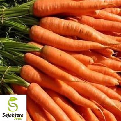 Imperator 58 Carrot Seeds 1000+ | Heirloom Vegetable Garden NON-GMO