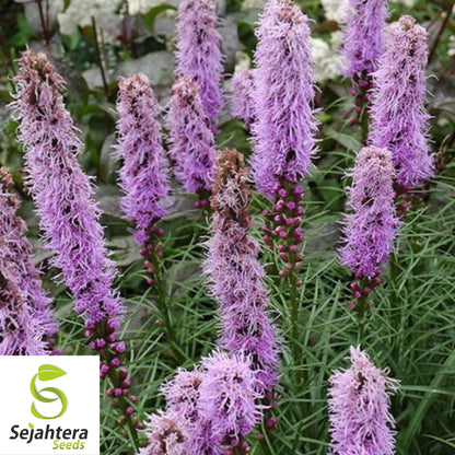 Kobold Dense Blazing Star Seeds {Liatris spicata} 25+ Seeds