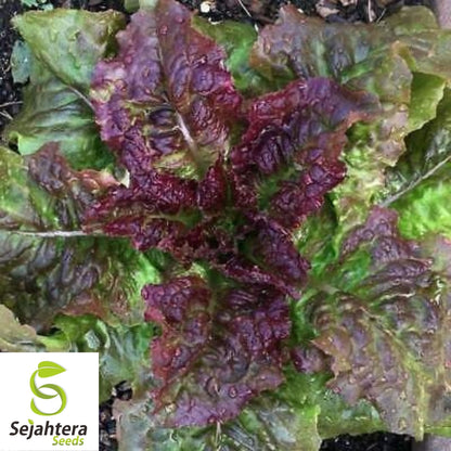 Prizehead Lettuce Seeds 600+ | Vegetable Salad Garden NON-GMO USA